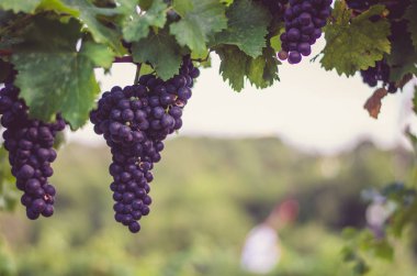 mavi üzüm bağ kümeleri