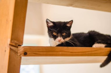 çok güzel siyah ve beyaz kedi merdiveni yalan