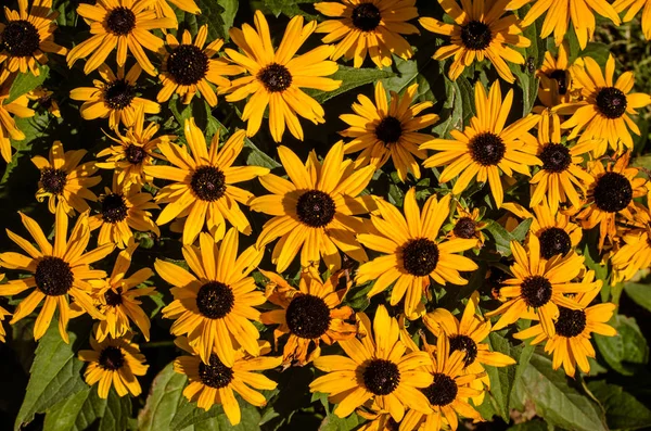 Grupo Flores Rudbeckia Florescentes Bonitas — Fotografia de Stock