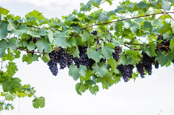 Isolated Clusters Blue Grape Vineyard — Stock Photo, Image