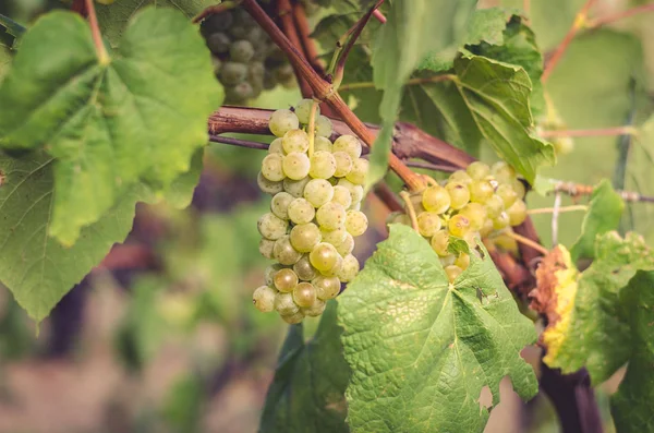 Clusters White Grape Vineyard — Stock Photo, Image