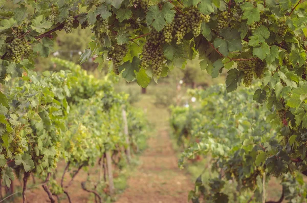 Cachos Uvas Brancas Vinha — Fotografia de Stock