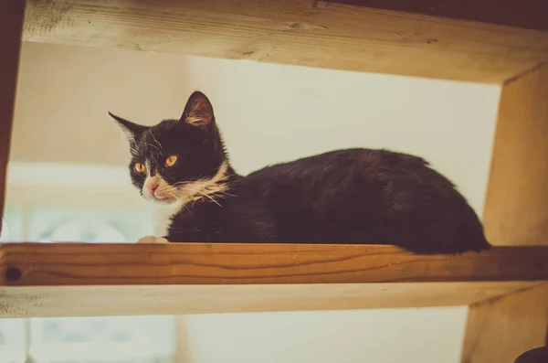 Чарівний Чорно Білий Кіт Лежить Сходах — стокове фото