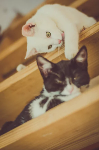 Schattig Zwarte Witte Katten Spelen Trap — Stockfoto