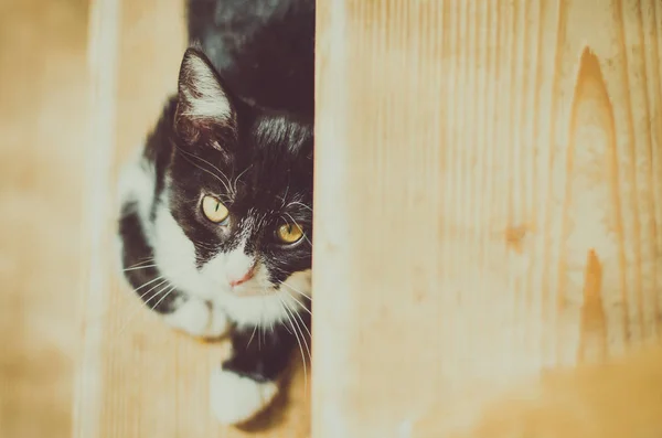 Adorable Black White Cat Looking Stairs — Stock Photo, Image