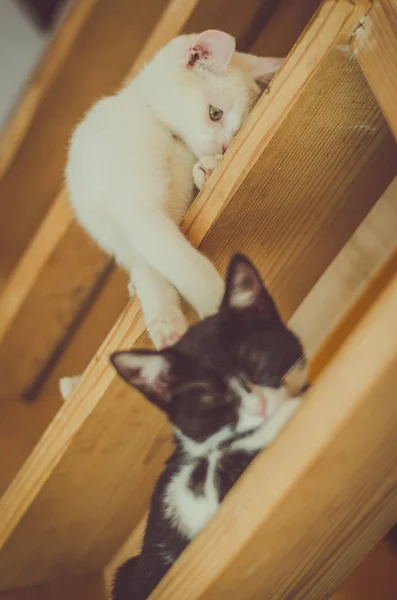 Schattig Zwarte Witte Katten Spelen Trap — Stockfoto