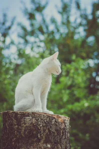 緑豊かな庭園で木の幹に座っている素敵な白猫 — ストック写真