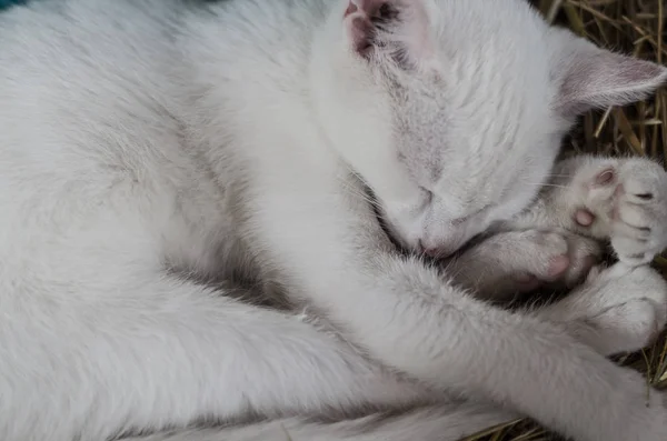 Krásná Bílá Kočka Spící Detail — Stock fotografie