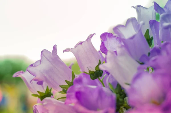 Grupp Vackra Vita Rosa Bell Blommor Som Blommig Bakgrund — Stockfoto