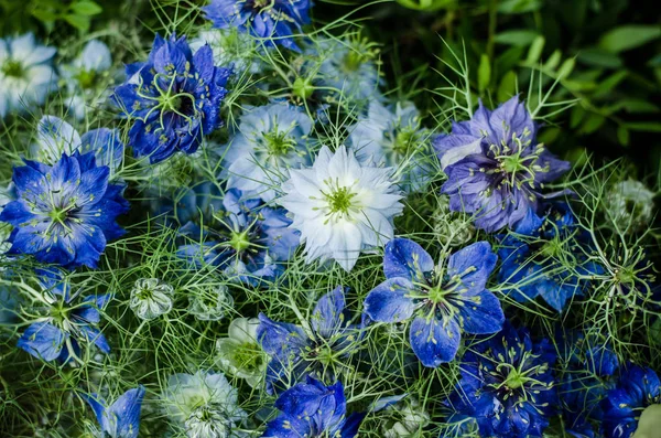 Skupina Květin Krásné Modré Chrpy Jako Květinové Pozadí — Stock fotografie