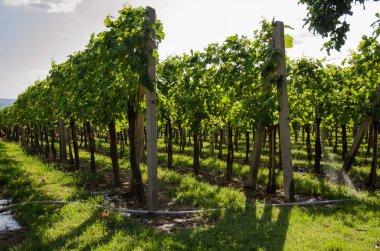 yeşil bahar zaman bağ satırlarının