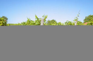 yeşil bahar zaman bağ satırlarının