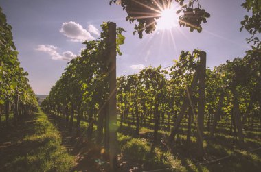 bağ bahar zamanı ve mavi gökyüzü, yeşil satırları