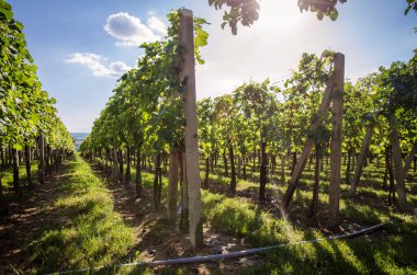 bağ bahar zamanı ve mavi gökyüzü, yeşil satırları