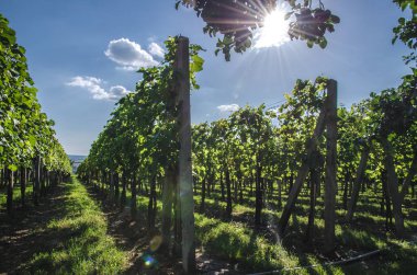 bağ bahar zamanı ve mavi gökyüzü, yeşil satırları