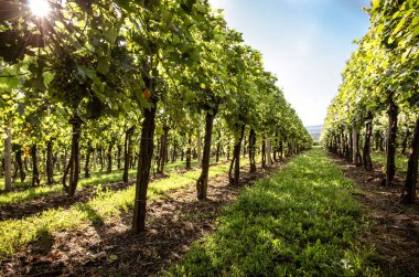 yeşil bahar zaman doğal bağ satırlarının 