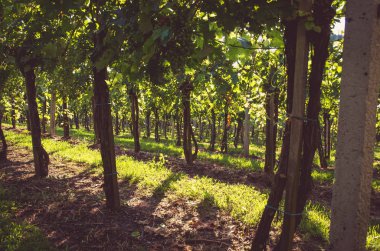 yeşil bahar zaman doğal bağ satırlarının 