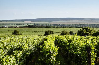 bağ bahar zamanı ve mavi gökyüzü, yeşil satırları