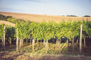 bağ bahar zamanı ve mavi gökyüzü, yeşil satırları