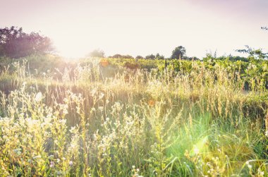 bağ bahar zamanı ve mavi gökyüzü, yeşil satırları