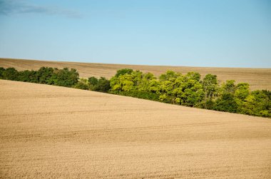 Altın wheath alan manzara ve mavi gökyüzü