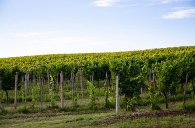 bağ bahar zamanı ve mavi gökyüzü, yeşil satırları