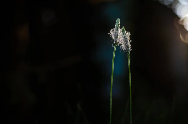 Duas Ervas Bananeira Ribwort Juntas Contra Abraços Fundo Escuro — Fotografia de Stock