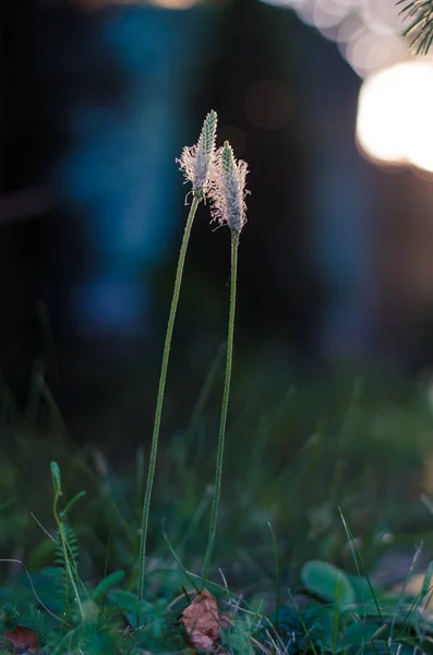 暗い背景を抱いてに対して一緒に つのヘラオオバコ オオバコ ハーブ — ストック写真