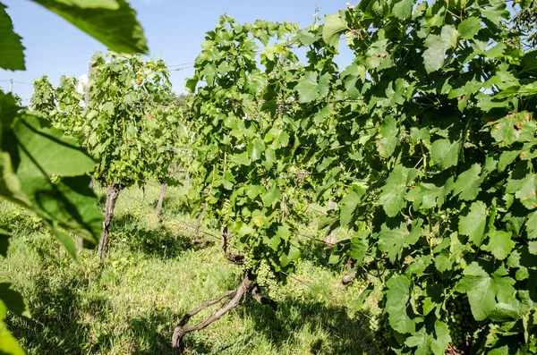 Vinhedo Verde Imagem Paisagem — Fotografia de Stock