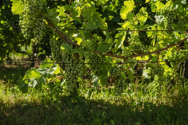 Grüne Trauben Die Frühling Weinberg Wachsen — Stockfoto