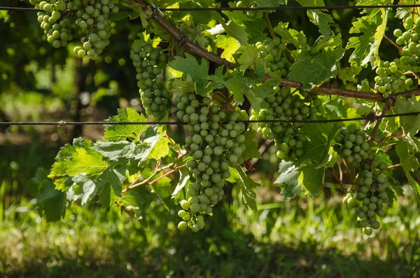 bahar zaman bağ büyüyen yeşil üzüm