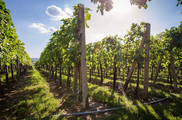 bağ bahar zamanı ve mavi gökyüzü, yeşil satırları