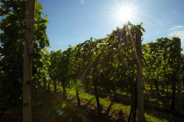 bağ bahar zamanı ve mavi gökyüzü, yeşil satırları