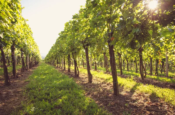 yeşil bahar zaman doğal bağ satırlarının 