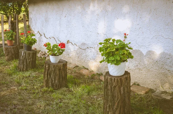 beautiful red geranium flower in pot in tree trunks