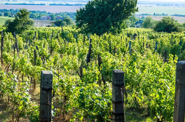 Green Rows Scenic Vineyard Spring Time — Stock Photo, Image