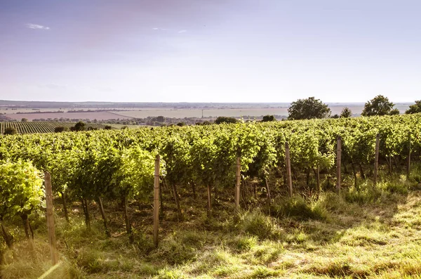 Rangées Vertes Vignes Printemps Ciel Bleu — Photo