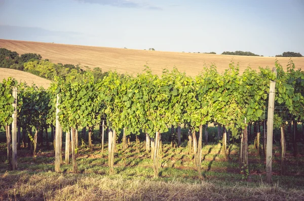 Green Rows Vineyard Spring Time Blue Sky — Stock Photo, Image