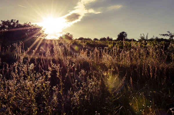 Groene Rijen Van Wijngaard Lente Blauwe Hemel — Stockfoto