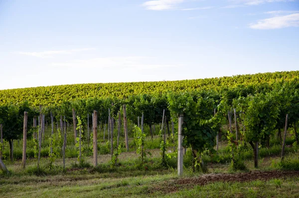 bağ bahar zamanı ve mavi gökyüzü, yeşil satırları