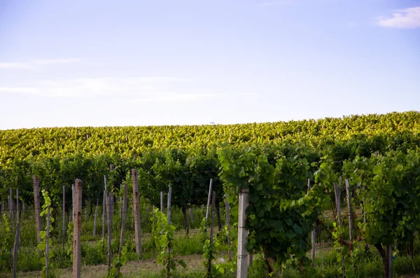Green Rows Vineyard Spring Time Blue Sky — Stock Photo, Image