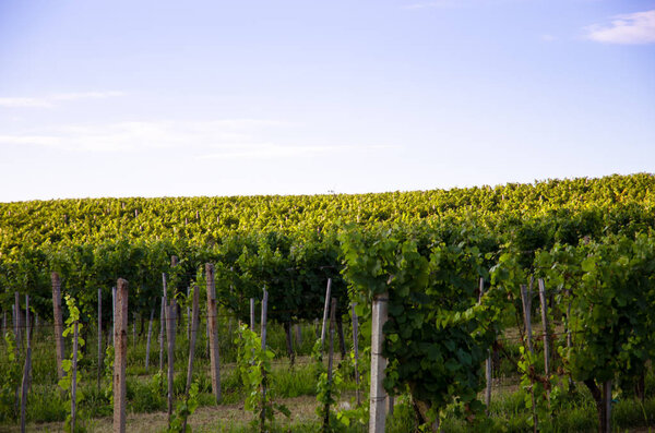 green rows of vineyard in spring time and blue sky