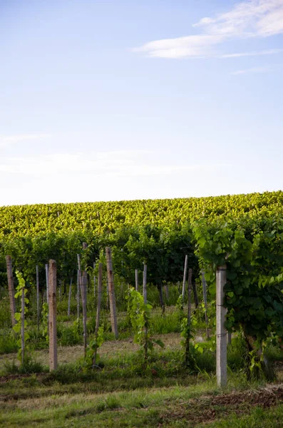 Green Rows Vineyard Spring Time Blue Sky — Stock Photo, Image