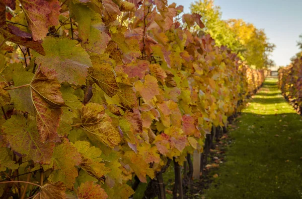 Colorful Vineyard Autumn Time — Stock Photo, Image