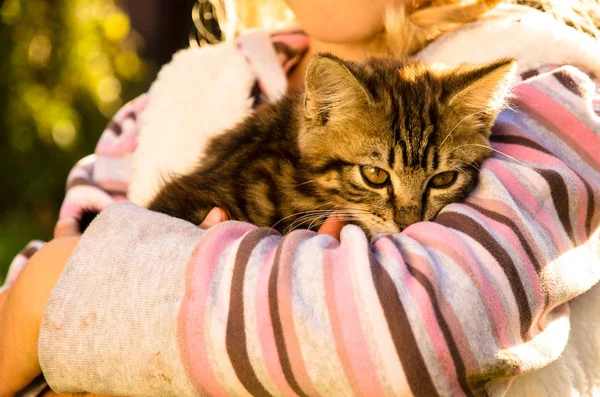 Μικρό Υπέροχο Παιδί Κατοικίδιο Γάτα Στα Χέρια — Φωτογραφία Αρχείου