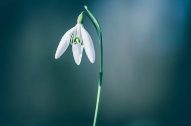 gri arka plan beyaz çiçek açması kardelen