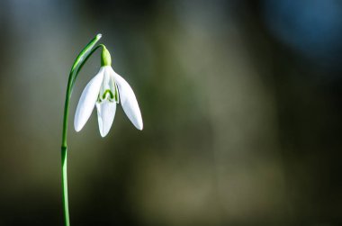 basit beyaz çiçek açması kardelen detay