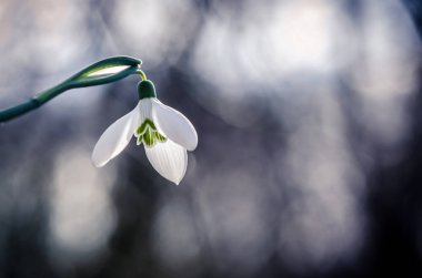 mavi arka plan beyaz çiçek açması kardelen 