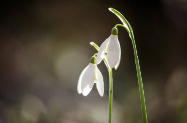 basit beyaz çiçek açması kardelen detay