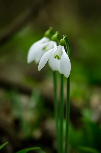 Flores Blancas Nieve Naturaleza Verde —  Fotos de Stock